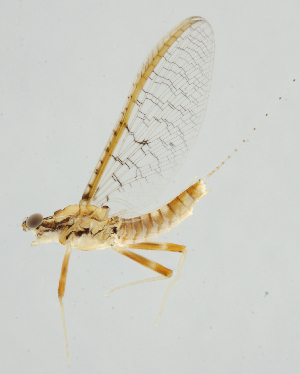  ( - INB0004358950)  @13 [ ] Copyright (2013) M. Zumbado Instituto Nacional de Biodiversidad