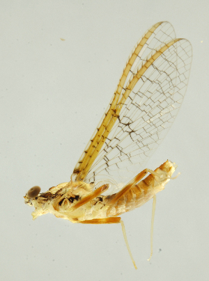  ( - INB0004358974)  @13 [ ] Copyright (2013) M. Zumbado Instituto Nacional de Biodiversidad