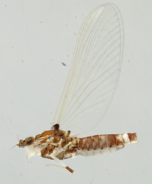  ( - INB0004358994)  @13 [ ] Copyright (2013) M. Zumbado Instituto Nacional de Biodiversidad