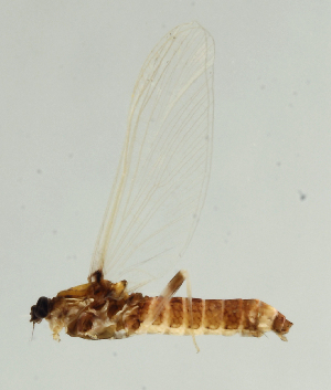  ( - INB0004358997)  @13 [ ] Copyright (2013) M. Zumbado Instituto Nacional de Biodiversidad