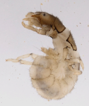  ( - INB0004363850)  @12 [ ] Copyright (2013) M. Zumbado Instituto Nacional de Biodiversidad