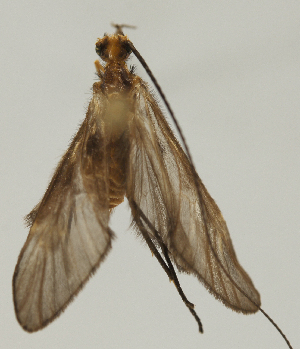  (Phylloicus SADR01 - INBIOCRI000367988)  @14 [ ] Copyright (2012) M. Zumbado Instituto Nacional de Biodiversidad