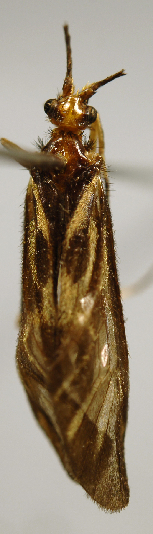  (Phylloicus SADR02 - INBIOCRI001047236)  @13 [ ] Copyright (2012) M. Zumbado Instituto Nacional de Biodiversidad