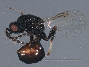  ( - MZEUR-0278)  @11 [ ] CreativeCommons - Attribution (2011) CBG Photography Group Centre for Biodiversity Genomics