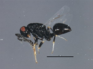  (Eurytoma spongiosa2 - MZEUR-0319)  @14 [ ] CreativeCommons - Attribution (2011) CBG Photography Group Centre for Biodiversity Genomics