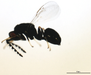  ( - MZEUR-0082)  @12 [ ] CreativeCommons - Attribution (2010) CBG Photography Group Centre for Biodiversity Genomics