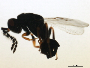  ( - MZEUR-0116)  @12 [ ] CreativeCommons - Attribution (2010) CBG Photography Group Centre for Biodiversity Genomics
