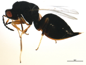  ( - MZEUR-0147)  @12 [ ] CreativeCommons - Attribution (2010) CBG Photography Group Centre for Biodiversity Genomics