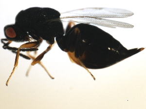  ( - MZEUR-0148)  @13 [ ] CreativeCommons - Attribution (2010) CBG Photography Group Centre for Biodiversity Genomics