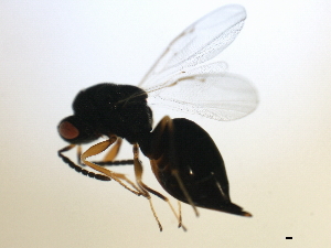  ( - MZEUR-0149)  @12 [ ] CreativeCommons - Attribution (2010) CBG Photography Group Centre for Biodiversity Genomics