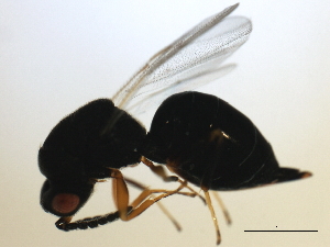  ( - MZEUR-0150)  @12 [ ] CreativeCommons - Attribution (2010) CBG Photography Group Centre for Biodiversity Genomics