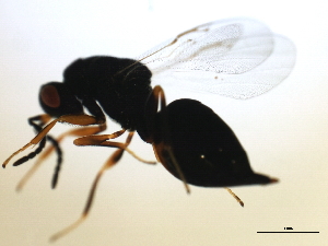  ( - MZEUR-0153)  @12 [ ] CreativeCommons - Attribution (2010) CBG Photography Group Centre for Biodiversity Genomics