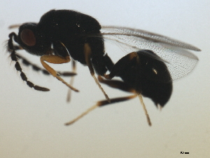  ( - MZEUR-0157)  @13 [ ] CreativeCommons - Attribution (2010) CBG Photography Group Centre for Biodiversity Genomics