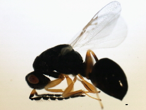  ( - MZEUR-0159)  @13 [ ] CreativeCommons - Attribution (2010) CBG Photography Group Centre for Biodiversity Genomics