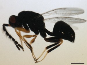  ( - MZEUR-0166)  @13 [ ] CreativeCommons - Attribution (2010) CBG Photography Group Centre for Biodiversity Genomics