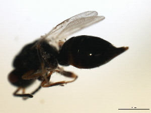  ( - MZEUR-0181)  @12 [ ] CreativeCommons - Attribution (2010) CBG Photography Group Centre for Biodiversity Genomics