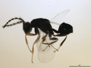  ( - MZEUR-0183)  @12 [ ] CreativeCommons - Attribution (2010) CBG Photography Group Centre for Biodiversity Genomics