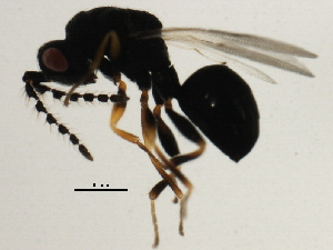  ( - MZEUR-0356)  @12 [ ] CreativeCommons - Attribution (2011) CBG Photography Group Centre for Biodiversity Genomics