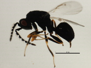  ( - MZEUR-0358)  @12 [ ] CreativeCommons - Attribution (2011) CBG Photography Group Centre for Biodiversity Genomics