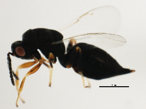  ( - MZEUR-0371)  @12 [ ] CreativeCommons - Attribution (2011) CBG Photography Group Centre for Biodiversity Genomics