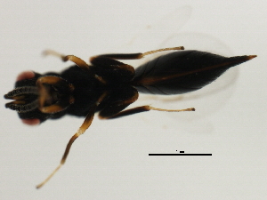  ( - MZEUR-0372)  @12 [ ] CreativeCommons - Attribution (2011) CBG Photography Group Centre for Biodiversity Genomics
