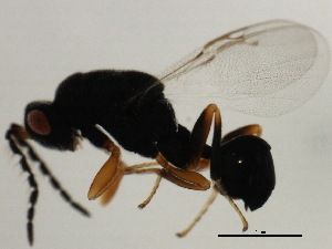  ( - MZEUR-0378)  @12 [ ] CreativeCommons - Attribution (2011) CBG Photography Group Centre for Biodiversity Genomics
