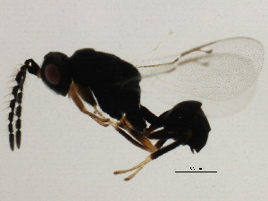  ( - MZEUR-0379)  @12 [ ] CreativeCommons - Attribution (2011) CBG Photography Group Centre for Biodiversity Genomics
