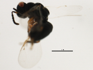  ( - MZEUR-0392)  @12 [ ] CreativeCommons - Attribution (2011) CBG Photography Group Centre for Biodiversity Genomics