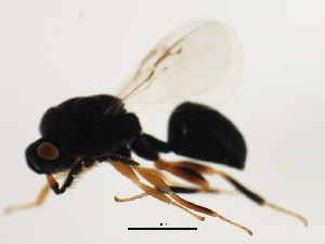  ( - MZEUR-0393)  @12 [ ] CreativeCommons - Attribution (2011) CBG Photography Group Centre for Biodiversity Genomics