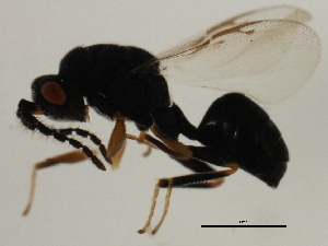  ( - MZEUR-0394)  @12 [ ] CreativeCommons - Attribution (2011) CBG Photography Group Centre for Biodiversity Genomics