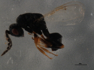  (Eurytoma spongiosa - MZEUR-0038)  @11 [ ] Unspecified (default): All Rights Reserved  Unspecified Unspecified