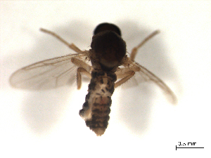  ( - BIOUG02451-H06)  @12 [ ] CreativeCommons - Attribution (2012) CBG Photography Group Centre for Biodiversity Genomics
