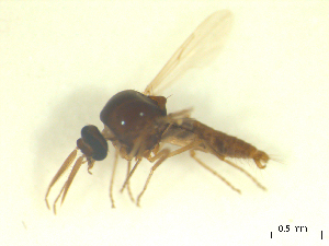  ( - BIOUG02452-A08)  @11 [ ] CreativeCommons - Attribution (2012) CBG Photography Group Centre for Biodiversity Genomics