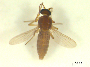  ( - BIOUG02452-A11)  @11 [ ] CreativeCommons - Attribution (2012) CBG Photography Group Centre for Biodiversity Genomics