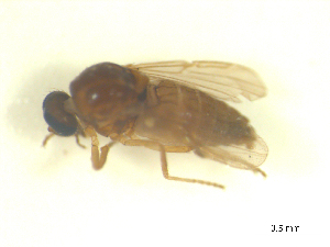  ( - BIOUG02452-B01)  @11 [ ] CreativeCommons - Attribution (2012) CBG Photography Group Centre for Biodiversity Genomics