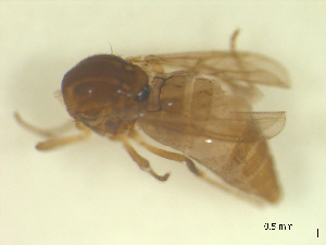 ( - BIOUG02452-B02)  @12 [ ] CreativeCommons - Attribution (2012) CBG Photography Group Centre for Biodiversity Genomics