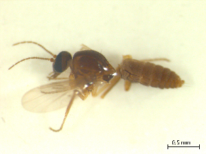  ( - BIOUG02452-B04)  @11 [ ] CreativeCommons - Attribution (2012) CBG Photography Group Centre for Biodiversity Genomics