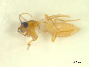  ( - BIOUG02452-B06)  @11 [ ] CreativeCommons - Attribution (2012) CBG Photography Group Centre for Biodiversity Genomics