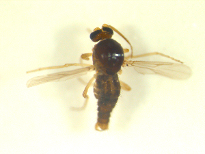 ( - BIOUG02452-B08)  @11 [ ] CreativeCommons - Attribution (2012) CBG Photography Group Centre for Biodiversity Genomics