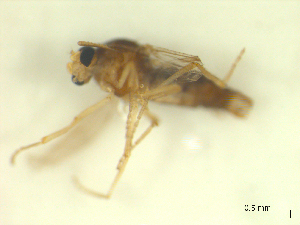  ( - BIOUG02452-B09)  @12 [ ] CreativeCommons - Attribution (2012) CBG Photography Group Centre for Biodiversity Genomics