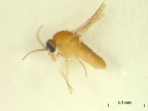  ( - BIOUG02452-C04)  @11 [ ] CreativeCommons - Attribution (2012) CBG Photography Group Centre for Biodiversity Genomics