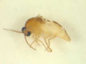  ( - BIOUG02452-C06)  @12 [ ] CreativeCommons - Attribution (2012) CBG Photography Group Centre for Biodiversity Genomics