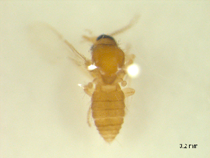  ( - BIOUG02452-C07)  @11 [ ] CreativeCommons - Attribution (2012) CBG Photography Group Centre for Biodiversity Genomics