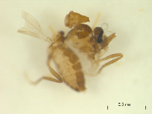  (Forcipomyia fehrerorum - BIOUG02452-C08)  @12 [ ] CreativeCommons - Attribution (2012) CBG Photography Group Centre for Biodiversity Genomics