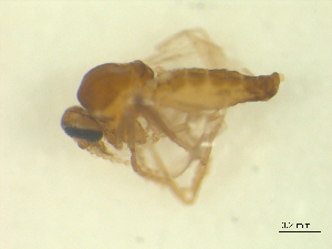  ( - BIOUG02452-C09)  @12 [ ] CreativeCommons - Attribution (2012) CBG Photography Group Centre for Biodiversity Genomics