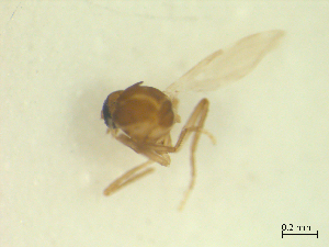  ( - BIOUG02452-C10)  @11 [ ] CreativeCommons - Attribution (2012) CBG Photography Group Centre for Biodiversity Genomics