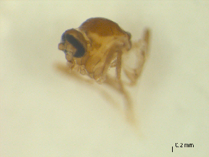  ( - BIOUG02452-C11)  @11 [ ] CreativeCommons - Attribution (2012) CBG Photography Group Centre for Biodiversity Genomics