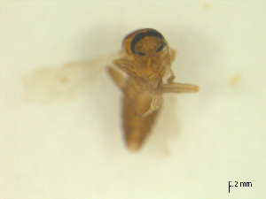  ( - BIOUG02452-C12)  @11 [ ] CreativeCommons - Attribution (2012) CBG Photography Group Centre for Biodiversity Genomics
