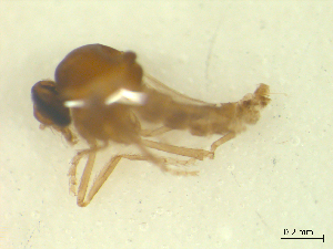  ( - BIOUG02452-D01)  @11 [ ] CreativeCommons - Attribution (2012) CBG Photography Group Centre for Biodiversity Genomics