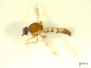  (Forcipomyia fuliginosa - BIOUG02452-D11)  @13 [ ] CreativeCommons - Attribution (2012) CBG Photography Group Centre for Biodiversity Genomics